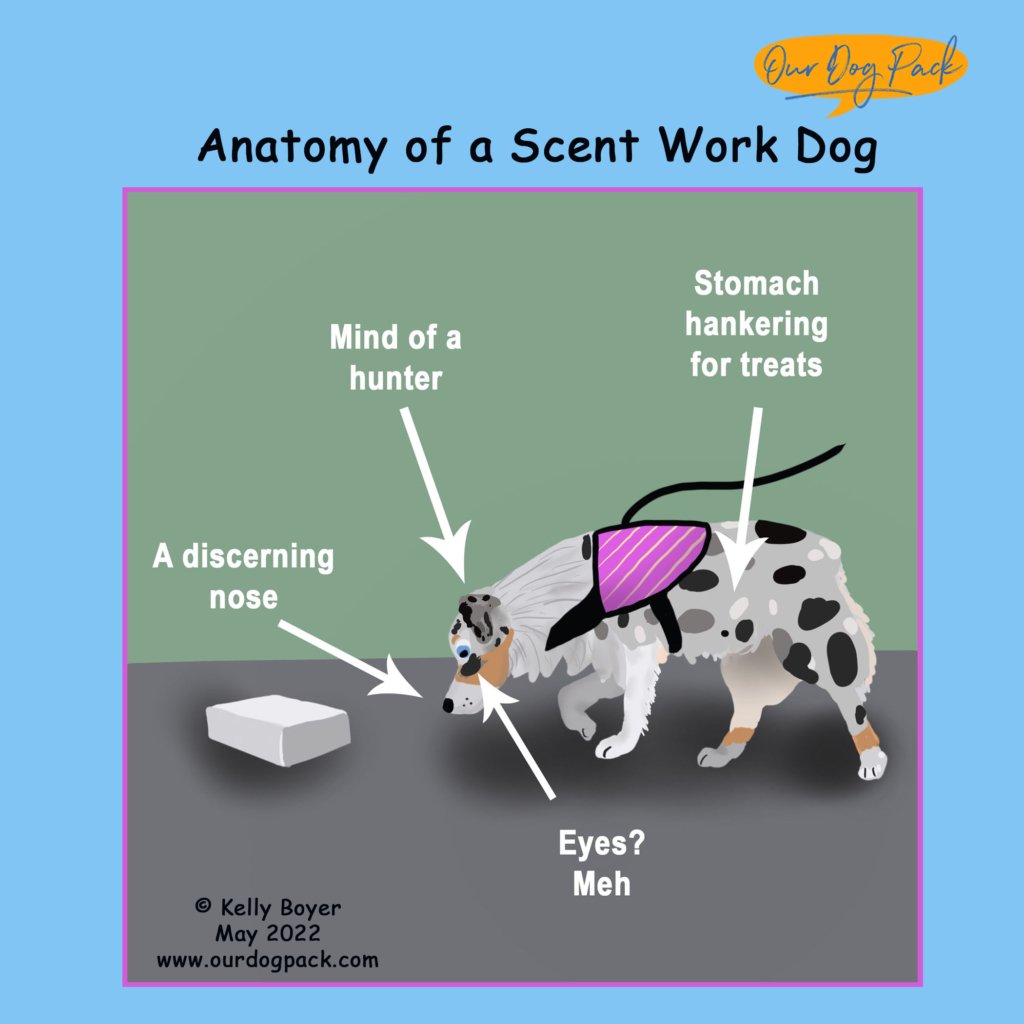 Anatomy of Scent work copy