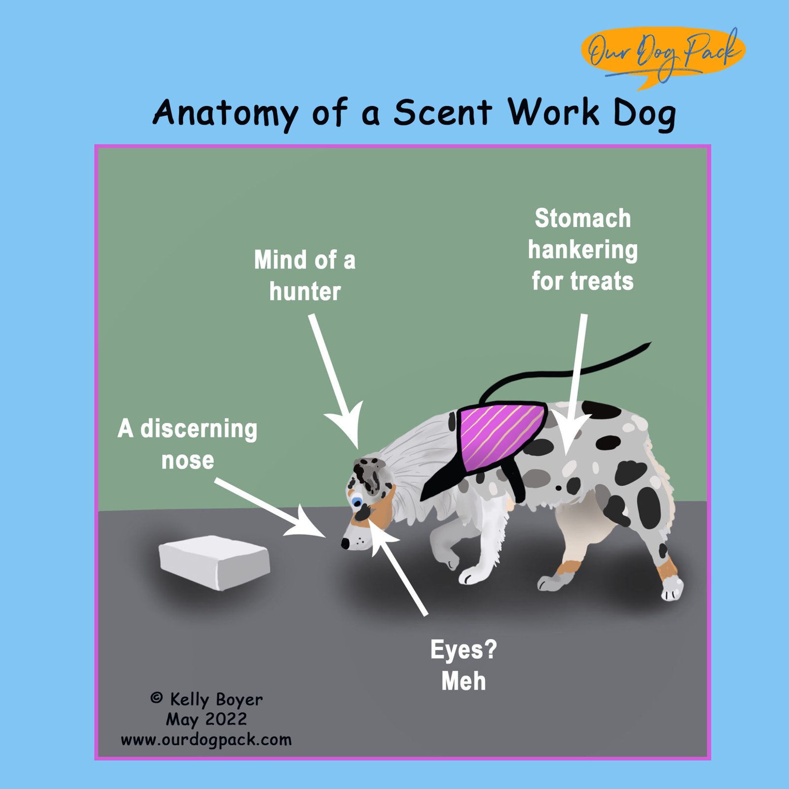 Anatomy of a Scent Work Dog
